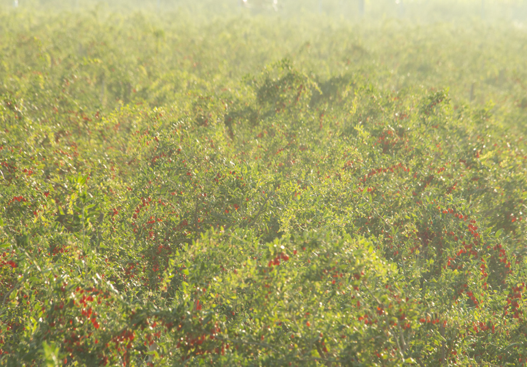 ȫ�a(ch��n)�I(y��)朵ġ�������(x��)����