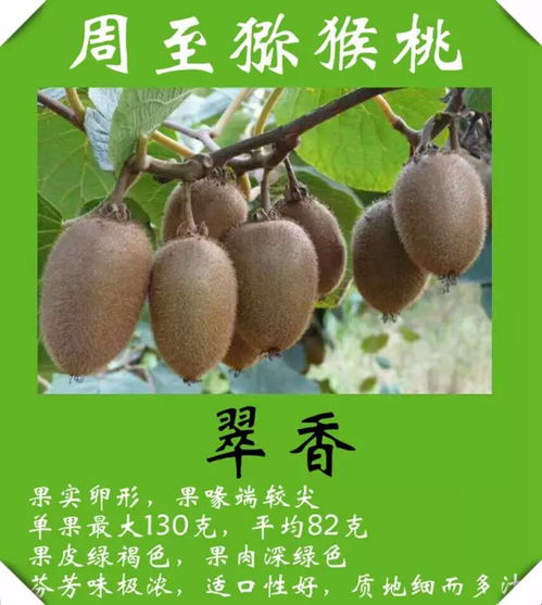 克拉瑪依人專享 獼猴桃直采直銷基地，新鮮包郵到家