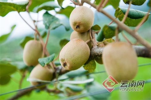 隴川獼猴桃豐產，農民喜增收，產業銷售前景廣闊